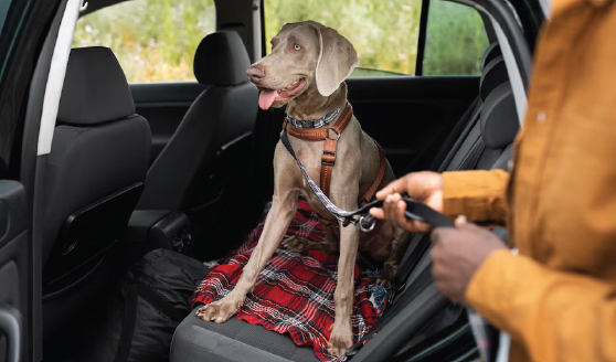 Requisitos para Viajar con Mascotas en Auto: Lo que Necesitas Saber 